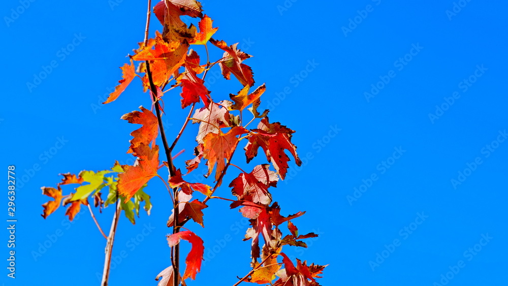 Tree branches with yellow leaves in autumn Tree branches with yellow leaves in autumn