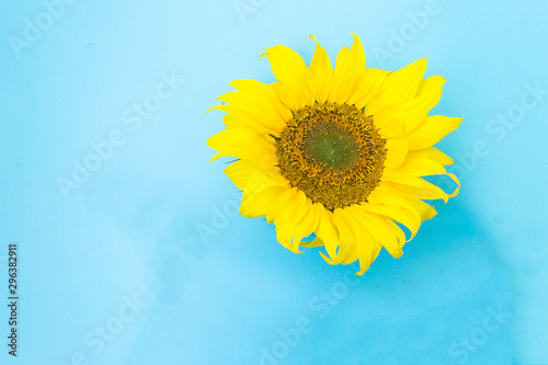 Beautiful sunflowers on a blue background. Bouquets of yellow flowers for the banner. View from above. Background with copy space. Holiday concept.