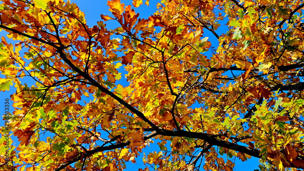 Tree branches with yellow leaves in autumn Tree branches with yellow leaves in autumn