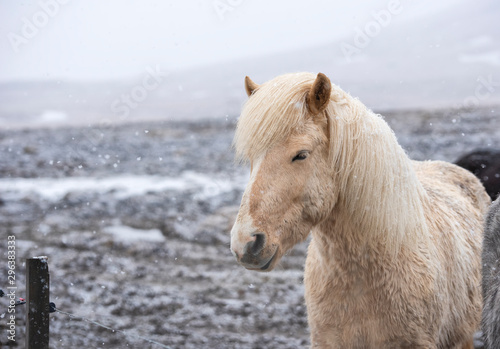 Fototapeta Naklejka Na Ścianę i Meble -  The Icelandic horse is a breed of horse developed in Iceland. Although the horses are small, at times pony-sized, most registries