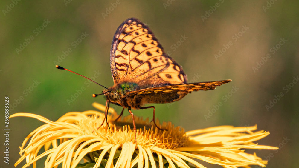Obraz premium Macro of a beautiful fritillary butterfly on a flower