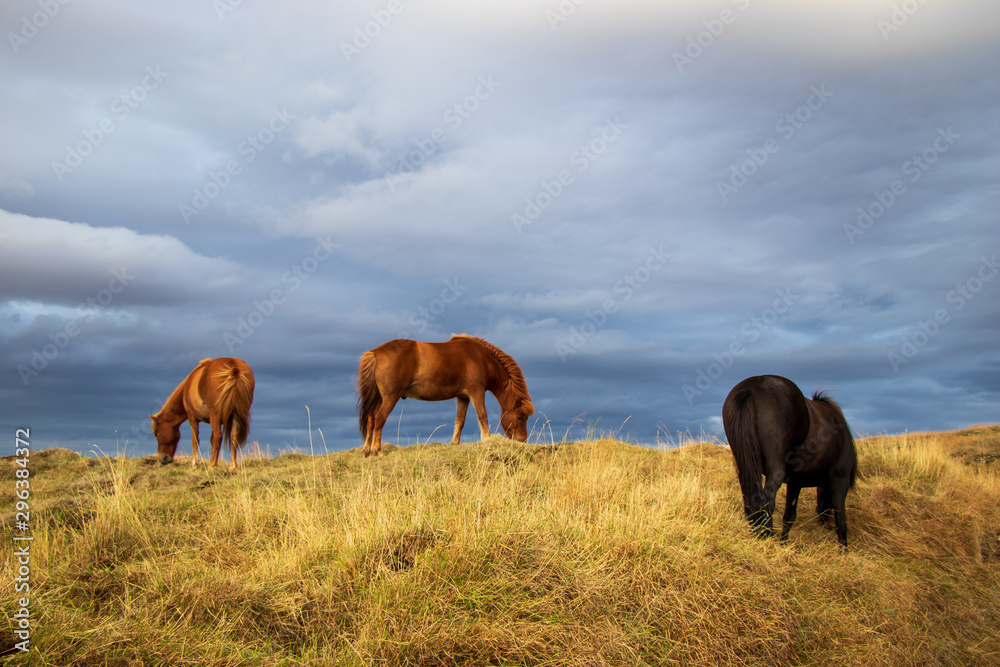 Fototapeta premium Horses in Iceland on a meadow