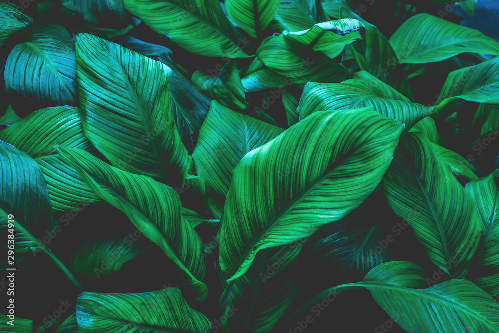 Plakat liście Spathiphyllum cannifolium, abstrakcyjna zielona tekstura, tło przyrody, tropikalny liść
