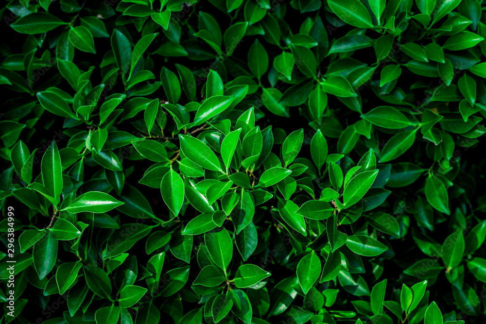 Fototapeta premium tropical leaf, abstract green leaf texture, nature background