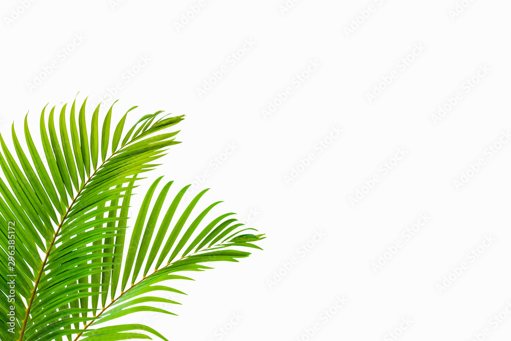 tropical coconut leaf isolated on white background, summer background tropical coconut leaf isolated on white background, summer background
