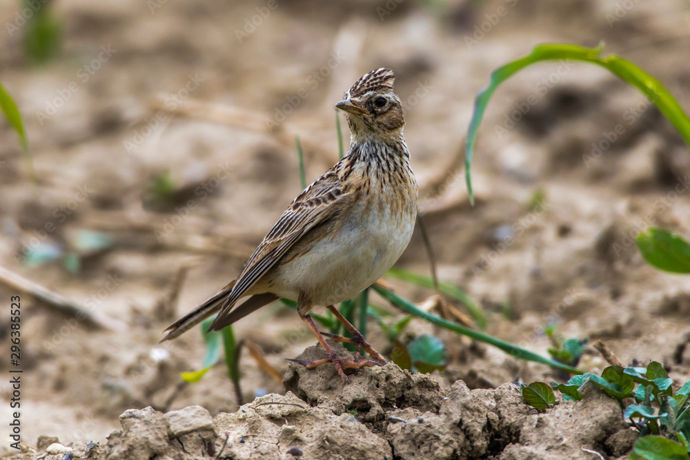 Common skylark (Alauda arvensis)