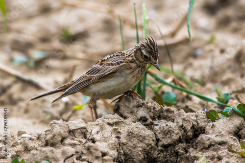 Obraz na płótnie Common skylark (Alauda arvensis) w salonie