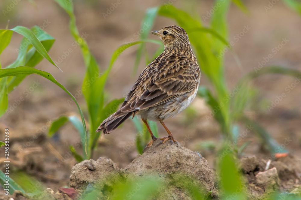 Common skylark (Alauda arvensis)