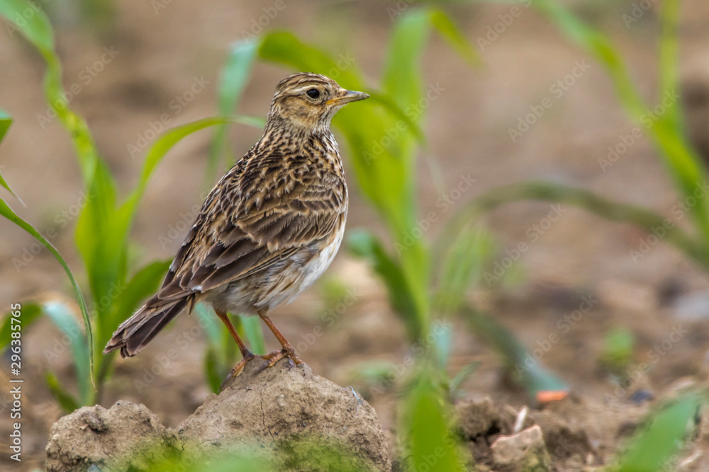 Common skylark (Alauda arvensis)