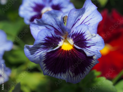 Pansy. The colorful petals of the flower buds. Garden flowers. photo