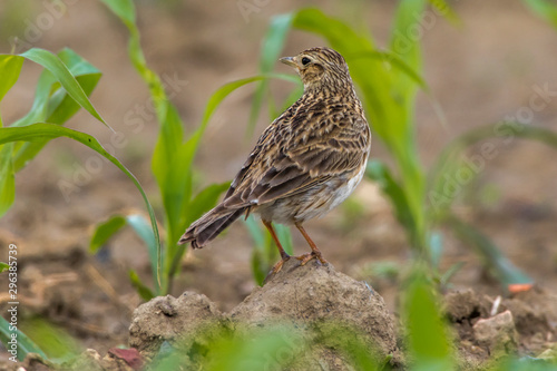 Common skylark (Alauda arvensis)