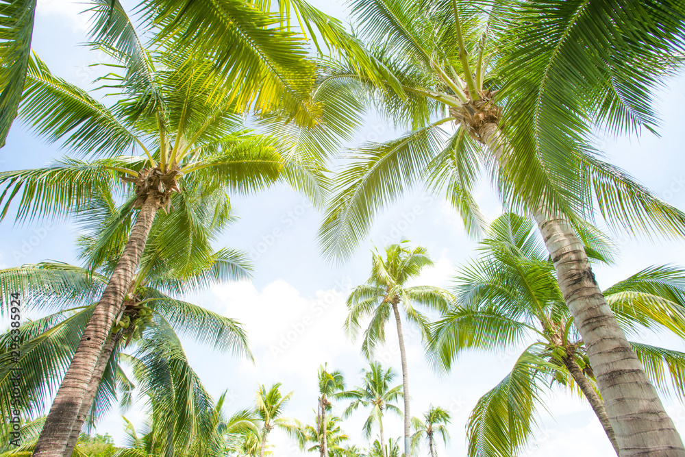 Fototapeta premium Coconut palm leaves perspective view , tropical palm leaves background