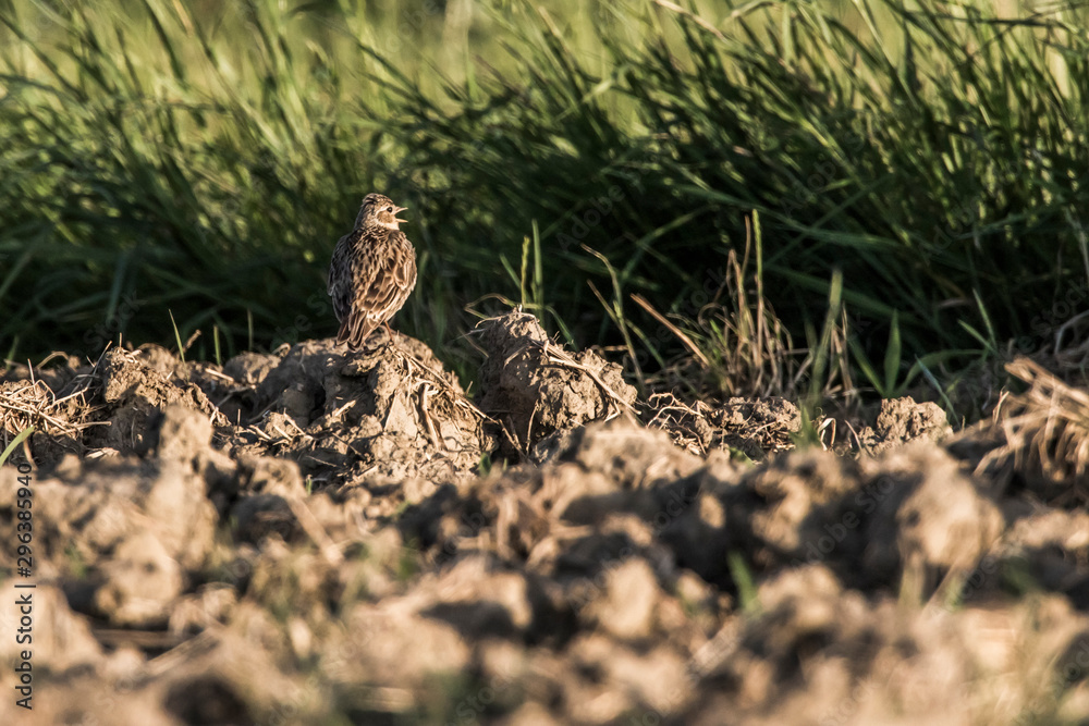 Common skylark (Alauda arvensis)