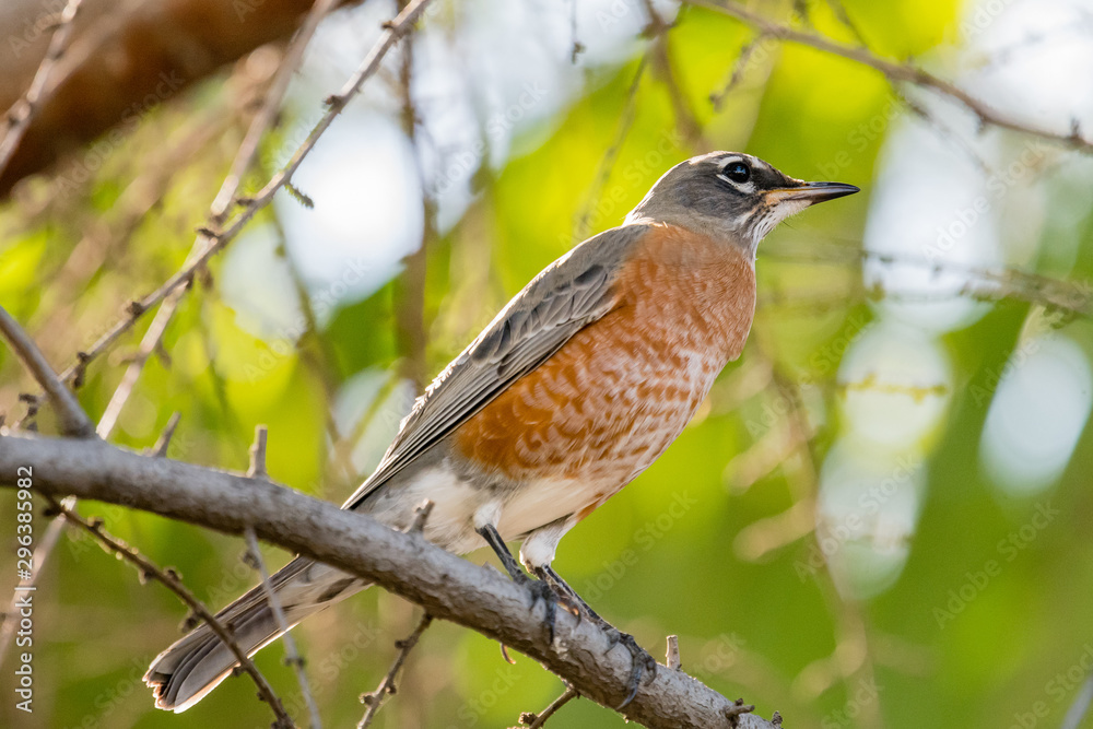 American Robin perched on a tree branch. American Robin perched on a tree branch.