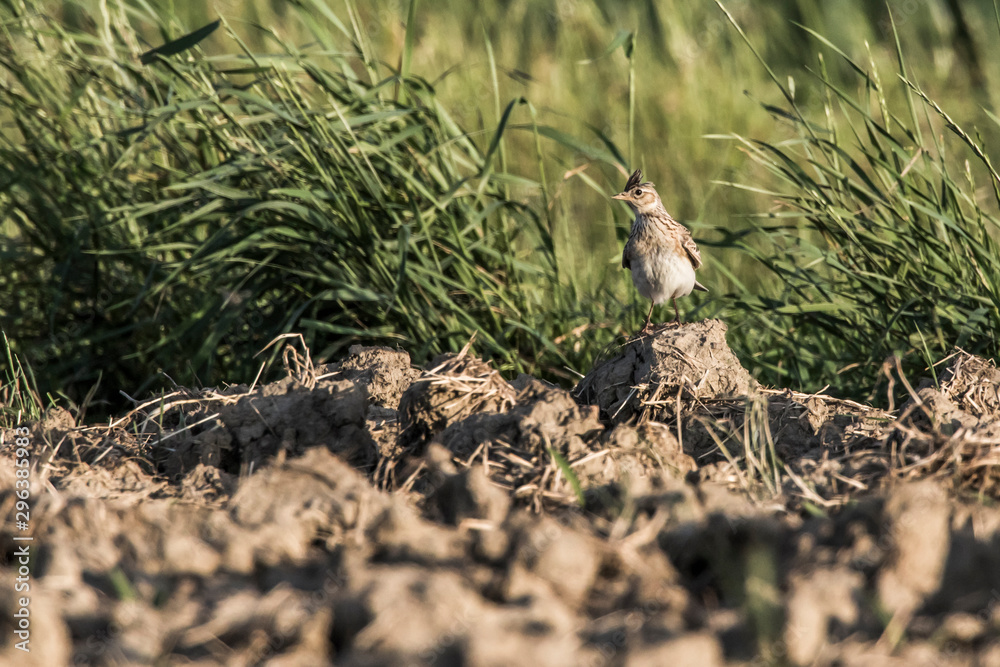 Common skylark (Alauda arvensis)