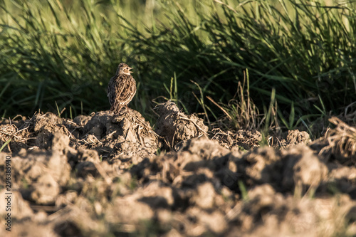 Obraz na płótnie Common skylark (Alauda arvensis) w salonie