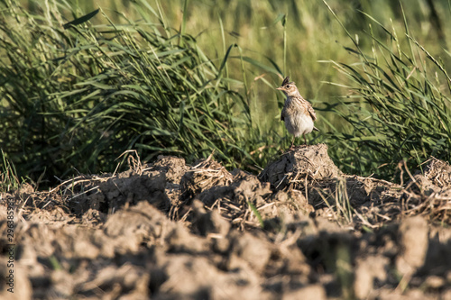 Obraz na płótnie Common skylark (Alauda arvensis) w salonie