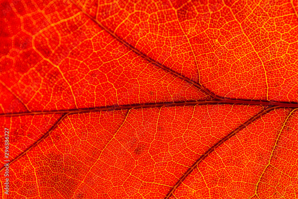 Fototapeta premium Red and yellow leaves macro, veins on transparent leave. Golden autumn.