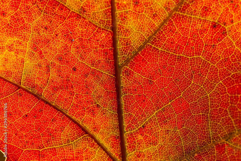 Obraz premium Red and yellow leaves macro, veins on transparent leave. Golden autumn.
