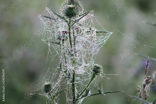Spider webs in the grass
