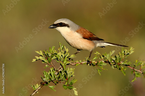 Adult male of Red-backed shrike, Lanius collurio