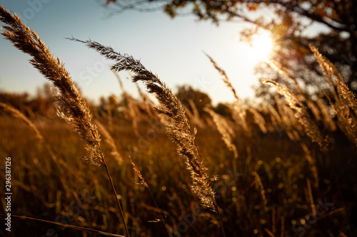 Autumn yellow meadow in sun sunset. Wild orange grass fluttering in wind.