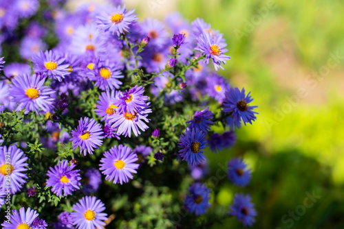 Beautiful purple flowers grow in autumn and greet many people with their beauty. On the flowers are ladybugs