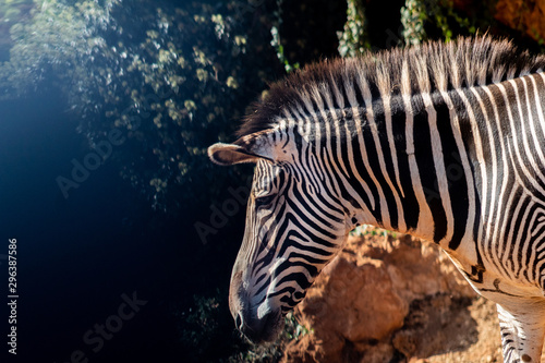 a zebra grazing in a green meadow © iker