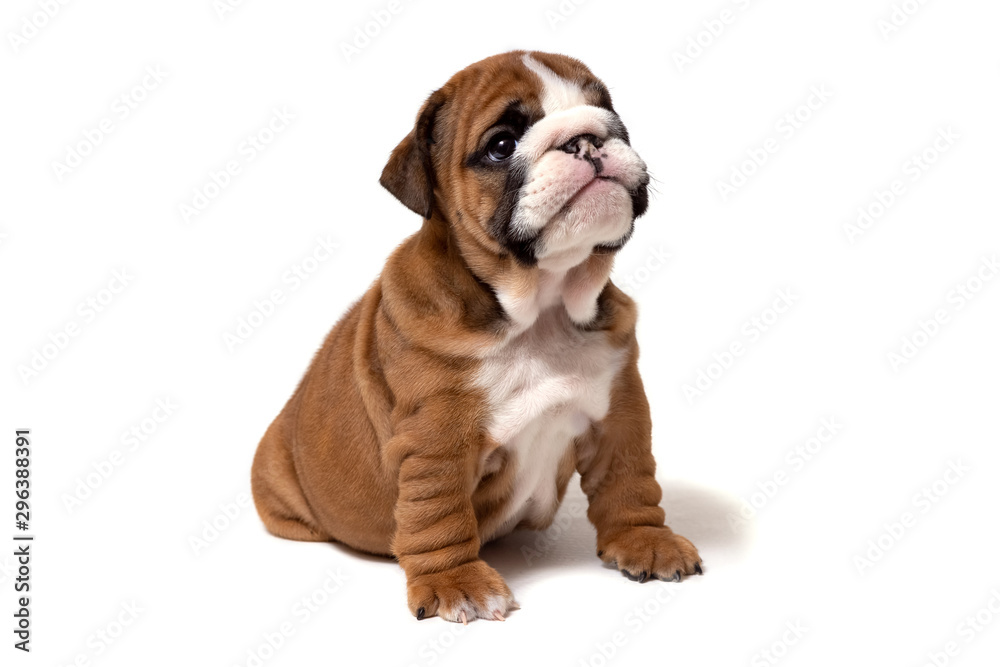 A small brown English bulldog puppy sits and looks at the camera.