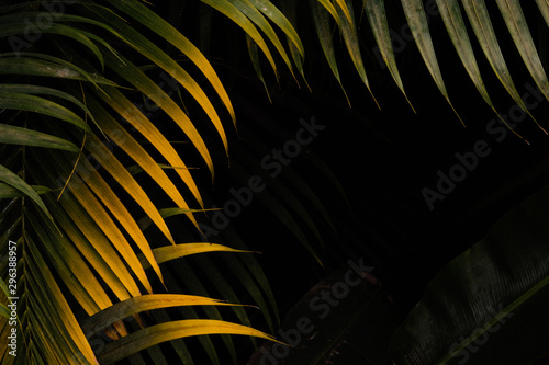 Close up of palm tree