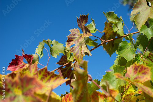 vine leaves photo