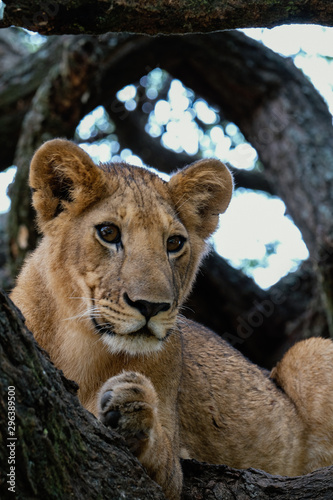 Lioness sitting on branch