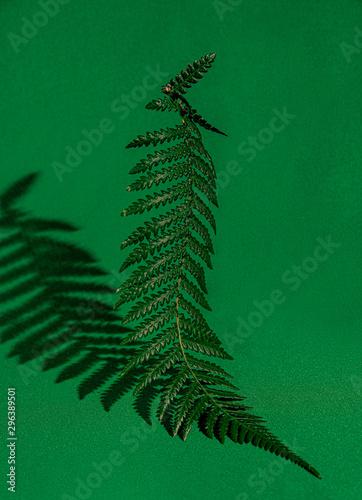Close up of ostrich fern