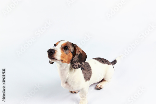 small cute sausage dachshund puppy dog looking up on plain white background