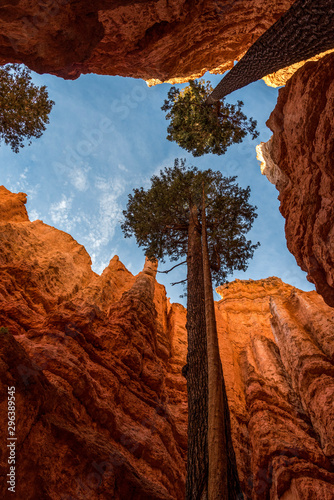 Tableau sur Toile High Trees Reaching for Light in a Narrow Deep Canyon, Bryce Canyon National Par