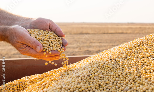 Hands of peasant holding soy beans photo