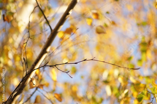 Dry birch branch on the blurred background of an golden autumn leaves and blue sky