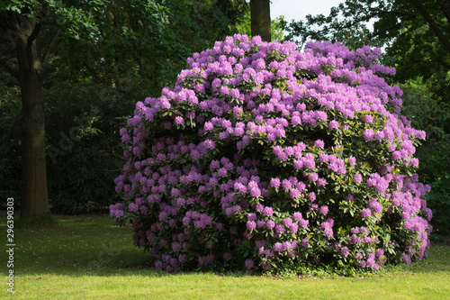 Blooming Rhododendron Bush on a glade in the park.