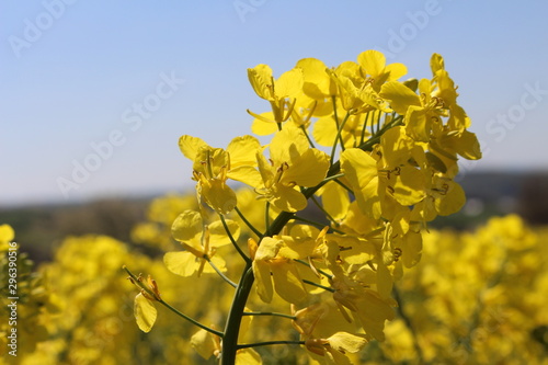 yellow rapeseed with blue sky