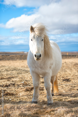 The Icelandic horse is a breed of horse developed in Iceland. 