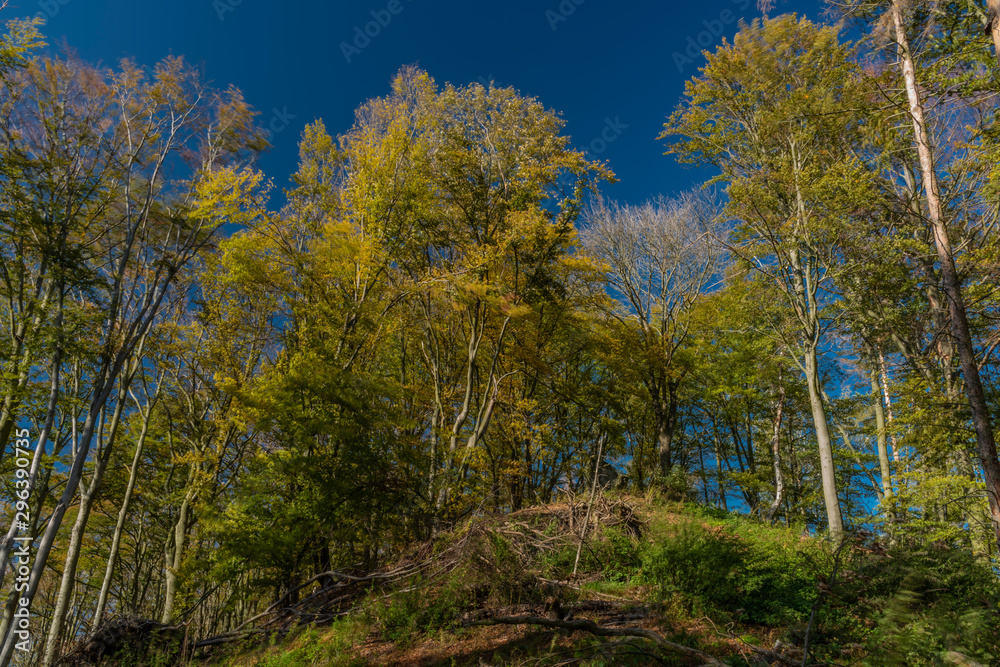 Leaf tree with birch and blue sky in autumn color nice day Leaf tree with birch and blue sky in autumn color nice day