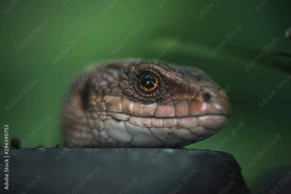 closeup of lizard closeup of lizard