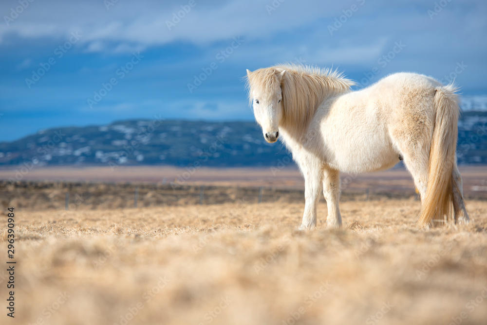 The Icelandic horse is a breed of horse developed in Iceland. The Icelandic horse is a breed of horse developed in Iceland.