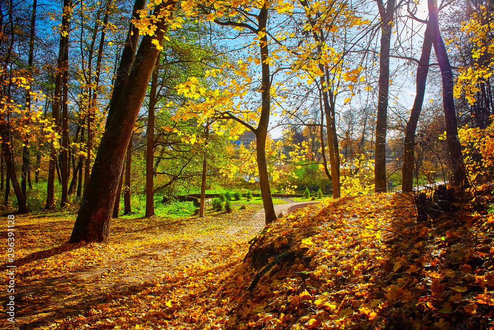 Obraz premium colorful tree branches in sunny forest