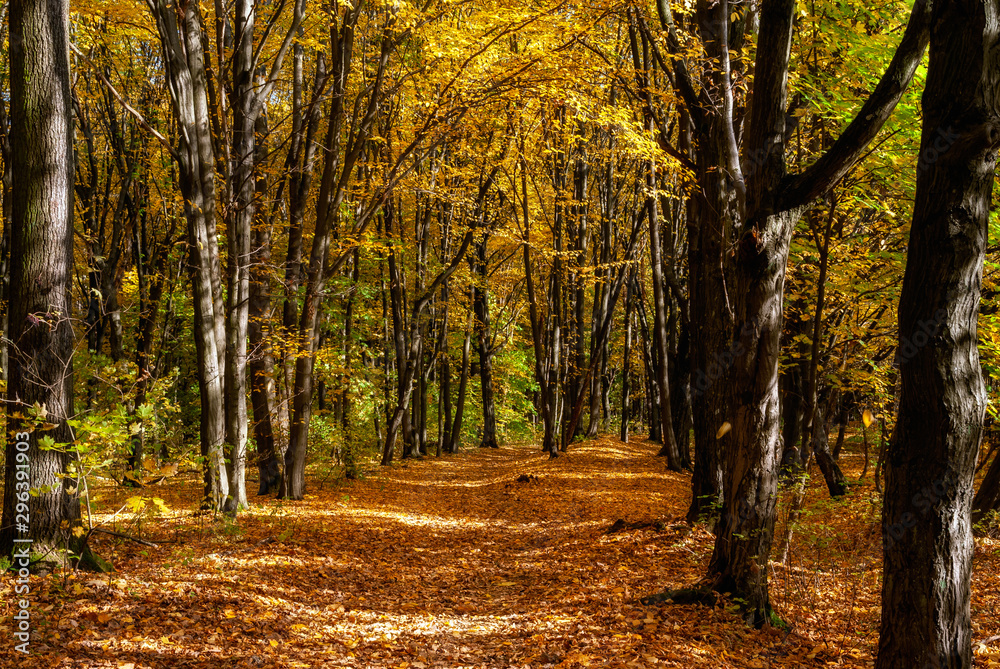 Obraz premium Rezerwat Las Zwierzyniecki w Białymstoku, Podlasie, Polska
