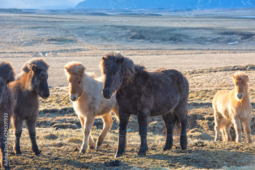 Fototapeta Naklejka Na Ścianę i Meble -  The Icelandic horse is a breed of horse developed in Iceland. 