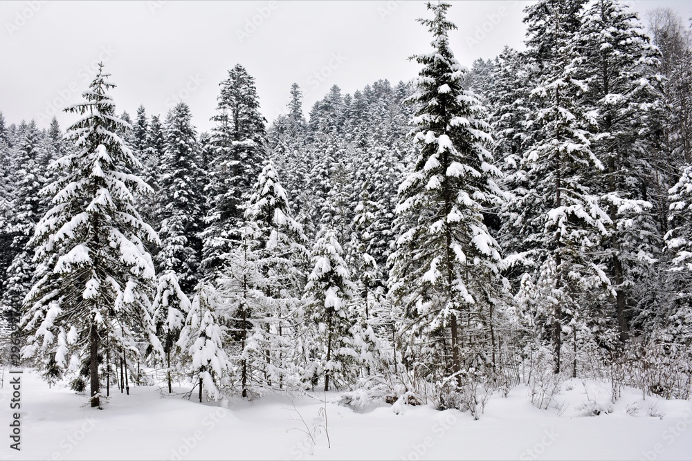 Fototapeta premium Snow-covered fir-trees of mountain forest