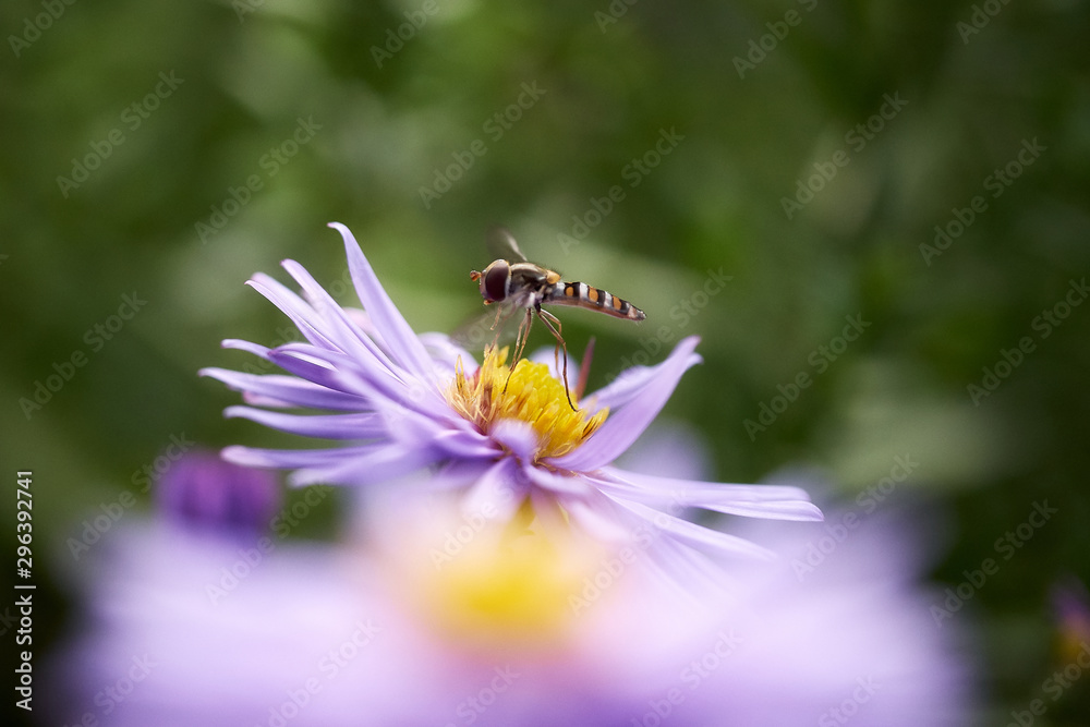 Schwebefliege und Herbstaster Schwebefliege und Herbstaster