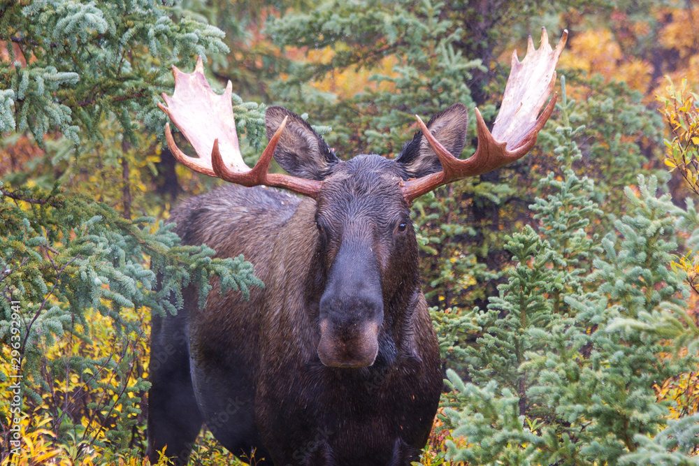 Elch in in Alaska im Indian Summer Elch in in Alaska im Indian Summer