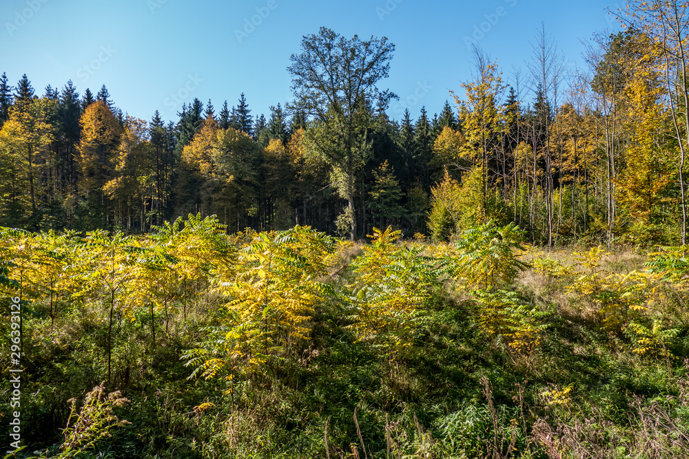 Fototapeta premium Wiederaufforstung im Wald